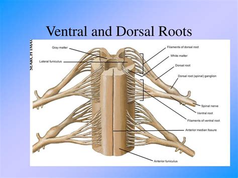 Dorsal Vs Ventral Root