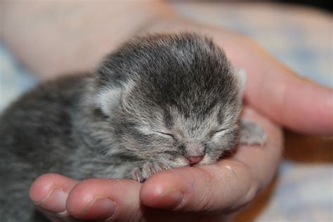 Pin di TheBlogMaster su Newborn Kittens | Animali, Gattini, Gattino