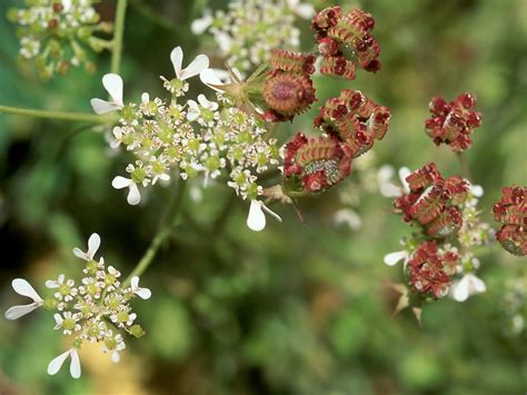 Flower Gallery :: Apiaceae :: 650_35