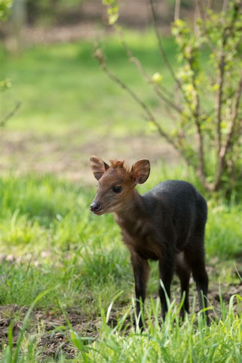 Épinglé sur Way Zoo Cute!