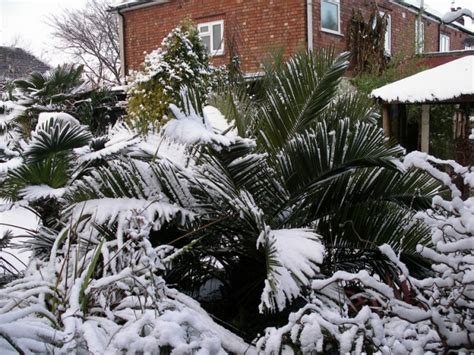 Winter Palm Tree Grow Tips | West Coast Trees