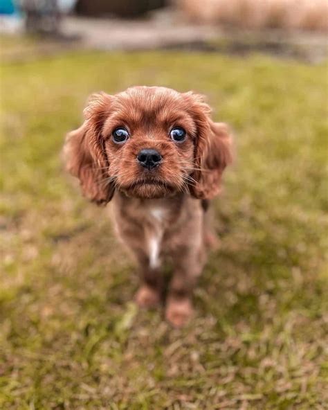 Teacup Cavalier King Charles Spaniel: The Ultimate Guide