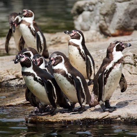 Group Of Penguins Free Stock Photo - Public Domain Pictures