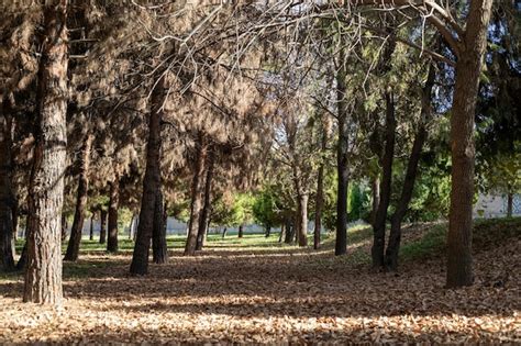 Premium Photo | The autumn season forest ground full of leaves