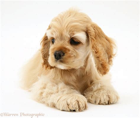 Dog: Buff American Cocker Spaniel pup photo WP17128