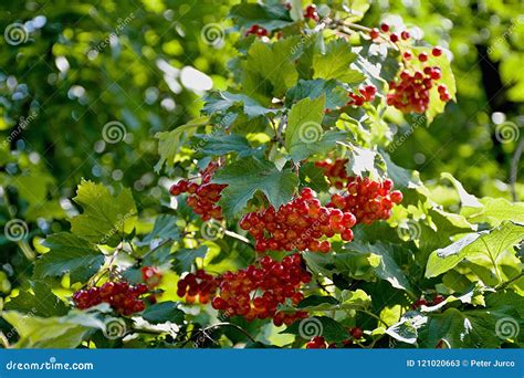 Vegetation at the River Danube Stock Image - Image of bush, ecosystem: 121020663