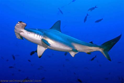 Gambar Ikan Hiu Martil | Sharks | Gambar, Hewan, dan Kalimantan