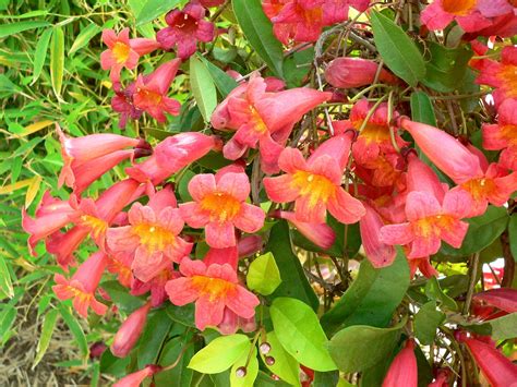 Bignonia capreolata (Crossvine, Cross-Vine, Trumpet Flower) | North Carolina Extension Gardener ...