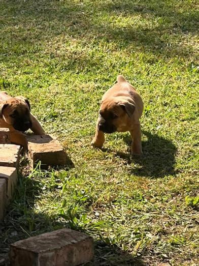 Boerboel Puppies For Sale in Benoni | Dog Breeders Gallery 570