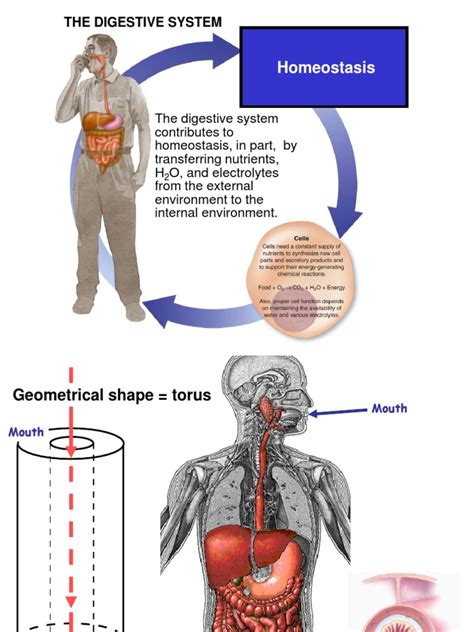 Digestion 1 | Autonomic Nervous System | Human Digestive System