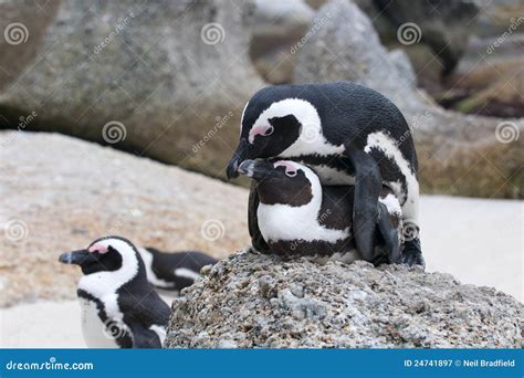 Penguins mating stock image. Image of south, intercourse - 24741897