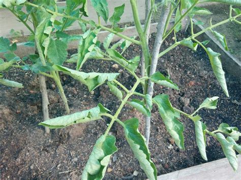 Why are my tomato leaves curling up? : r/gardening