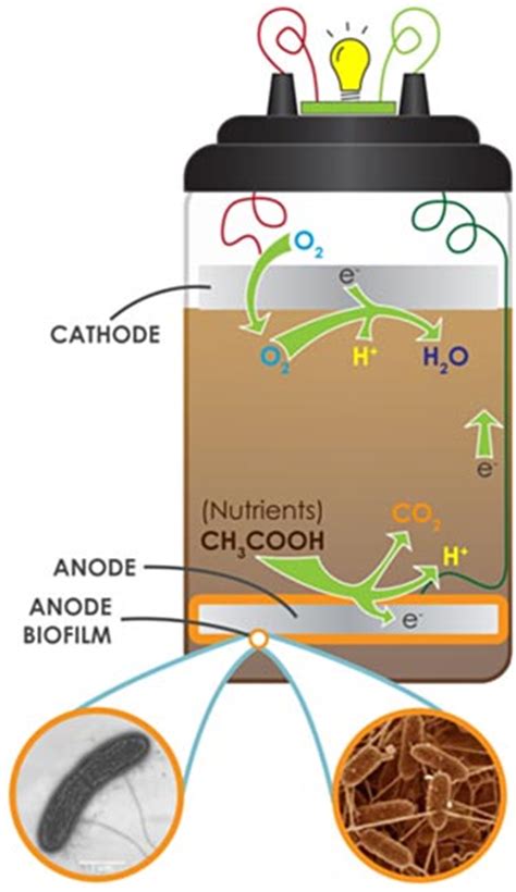 How Do Bacteria Produce Power in a Microbial Fuel Cell? | Science Project