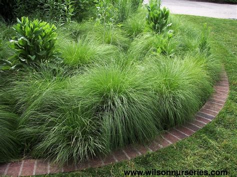 Prairie Dropseed – Wilson Nurseries