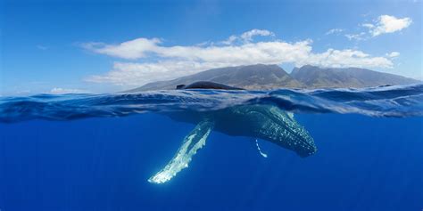 About the Sanctuary | Hawaiian Islands Humpback Whale National Marine ...