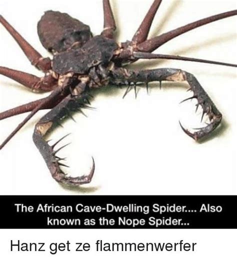 Nice name for it nope spider but maybe nightmare spider fits to : r/nope