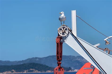 Seagull Sitting on the Part of a Fishing Boat in the Aegean Sea Stock Photo - Image of seagull ...