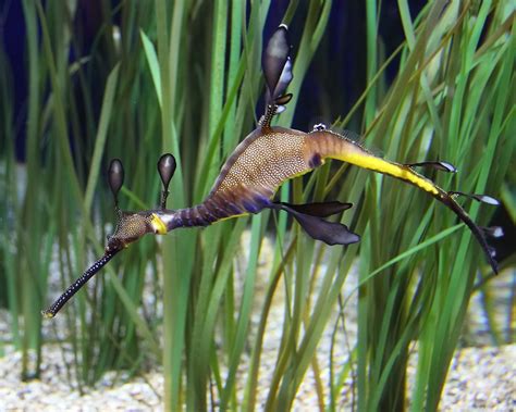 Weedy Sea Dragon | Weedy Sea Dragon | Bob Franks | Flickr