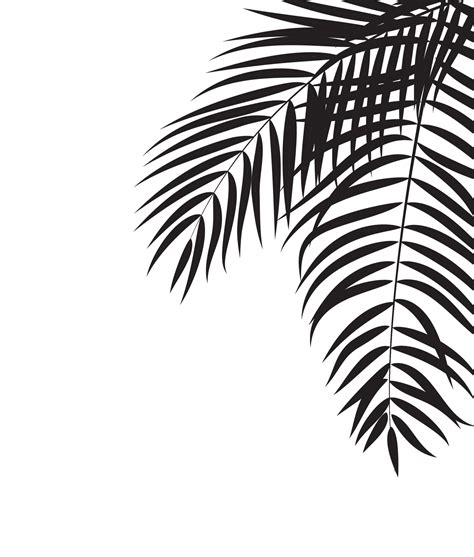 Beautiful Palm Tree Leaf Silhouette Background 3364224 Vector Art at Vecteezy