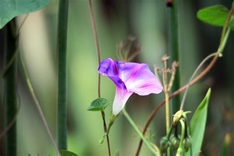 Pink Morning Glory Flower · Free photo on Pixabay