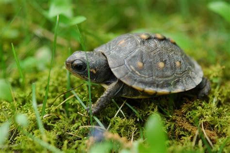 Cría de tortuga HD | FotosWiki.net | Babyschildkröten, Schildkröte haustier, Schildkrötenbecken