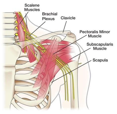 Peripheral Nerve Surgery » UF Health Plastic Surgery and Aesthetics ...