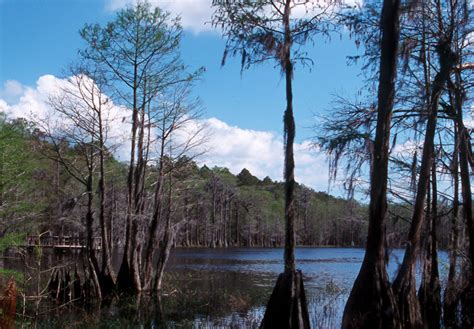 Pine Log State Forest | Florida Hikes!