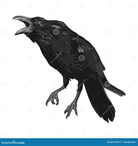 Raven Drawing High Quality Vector Illustration.Black Raven.Crow. Stock ...