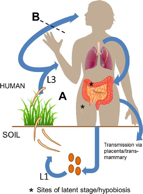 Hookworm life-cycles. Life-cycle a Ova contained in infected faeces ...