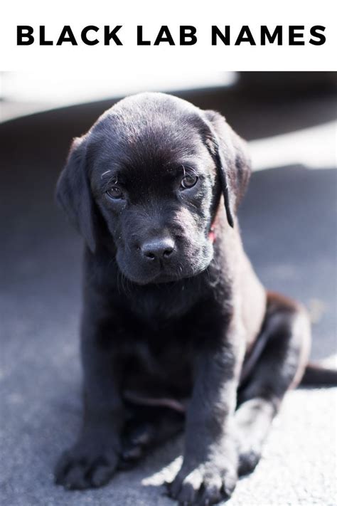 Black Lab Names - 300+ Name Ideas for Your Black Lab Puppy Puppy Safe, Pet Puppy, Staffordshire ...