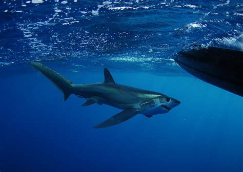 Bigeye Thresher Shark | Alopias superciliosus