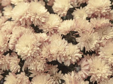 Bouquet of Beige Chrysanthemum Flowers Stock Photo - Image of fresh ...