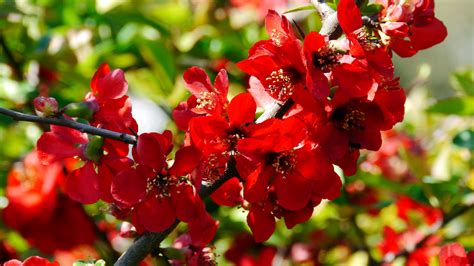 red cherry blossom in closeup photography free image | Peakpx