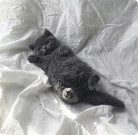 cute grey kitty kitten lying on back | Cute cats, Fluffy kittens, Cute animals