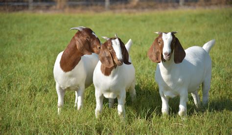 Boer Goat Breed Profile - Farmhouse Guide