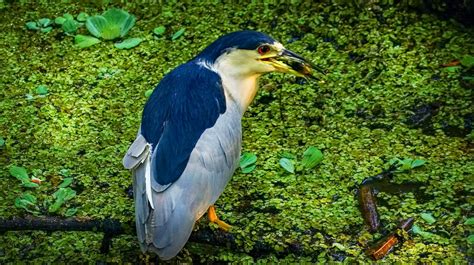 Great Blue Heron Flying · Free Stock Photo