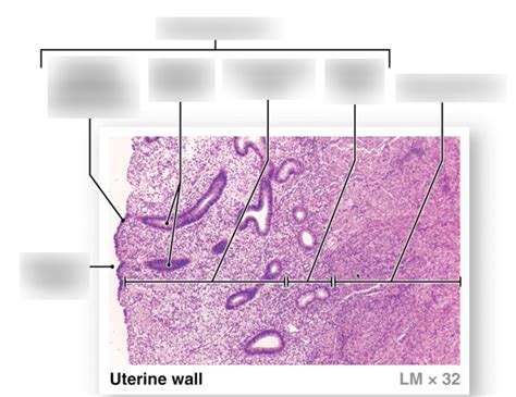 Uterus Histology Diagram | Quizlet