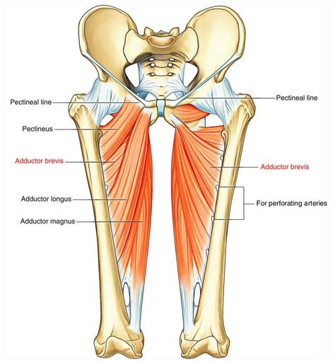 Groin pain relief with 5 strength and stretching exercises