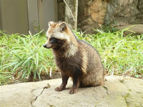 A raccoon dog pup (or tanuki). They're native to East Asia and a small species of canines ...