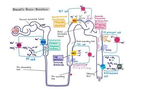 Brandl's Basics: Diuretics and their mechanism of action - YouTube