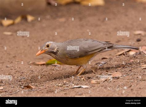 Kurrichane thrush (Turdus libonyanus), Red-billed Thrushes, Songbirds, Animals, Birds ...