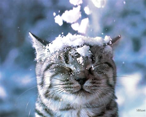 Cat in the Snow Wallpaper - Cats Wallpaper (28363007) - Fanpop