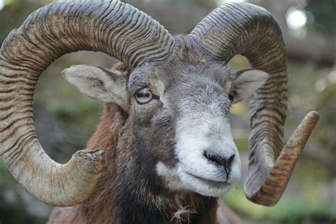 1920x1200px | free download | HD wallpaper: animal, horn, horns, mouflon, european mouflon, ovis ...