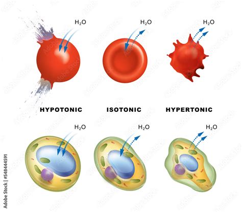 Osmotic pressure in plant and animal cells Stock Illustration | Adobe Stock