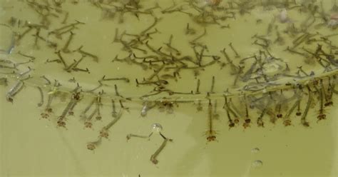 Tadpoles or mosquito larvae?