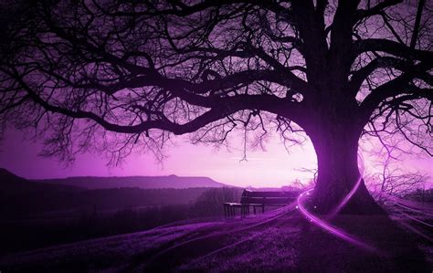 Bare tree, purple, trees, bench, landscape HD wallpaper | Wallpaper Flare