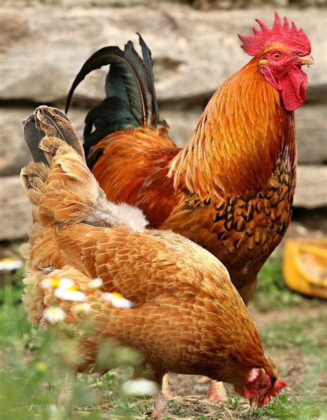 California White Pullet (Female)