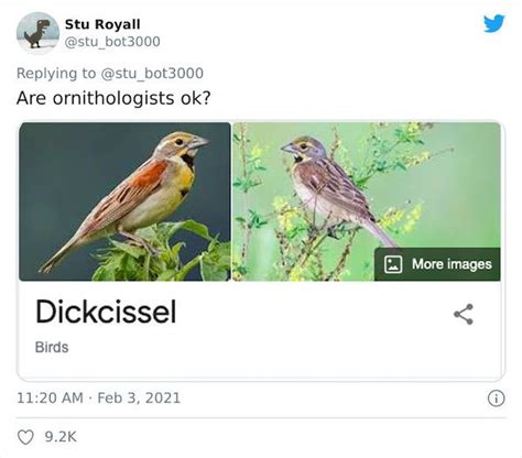 Weird Bird Species Names (28 pics)
