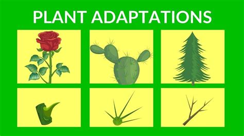 PLANT ADAPTATIONS Class-4 - YouTube