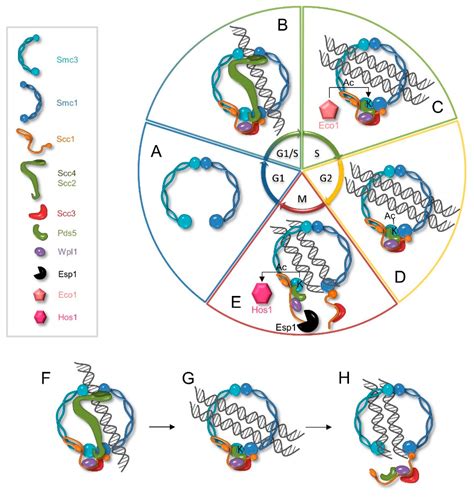 Genes | Free Full-Text | The Emerging Role of Cohesin in the DNA Damage ...